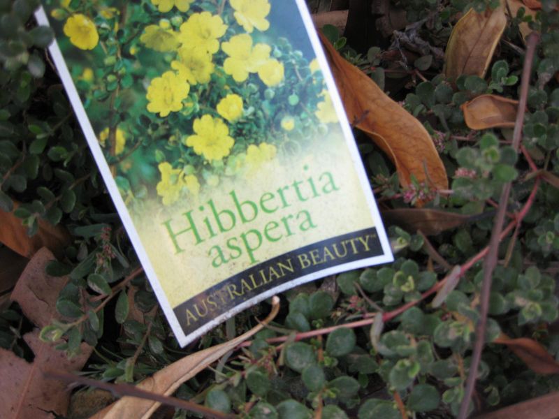 File:800px-IMG 2750 ucla09.jpg