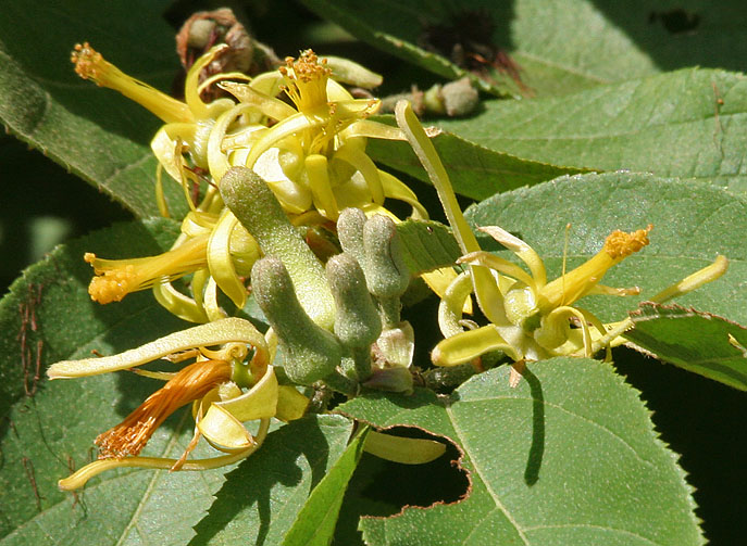 File:Grewia flavescens (G pilosa)- Khatkhati in Hyderabad, AP W IMG 9130.jpg