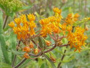 File:180px-Asclepias tuberosa0.jpg