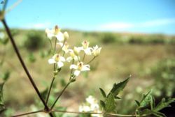 File:250px-Clematis ligusticifolia.jpg