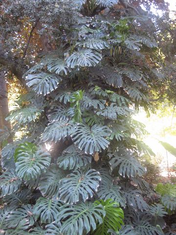 File:360px-IMG 2017 hunt0903.jpg