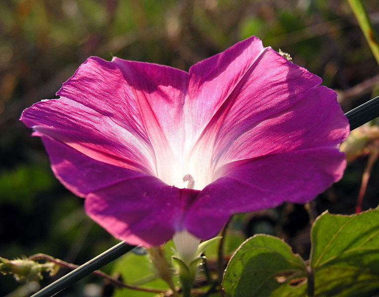 File:765px-MorningGlory-Pink 2.jpg