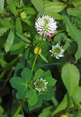 File:166px-Trifolium April 2010-2.jpg