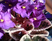 File:180px-African violet (8)-2572.jpg