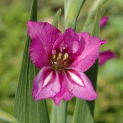 File:250px-Gladiolus imbricatus1002.jpg