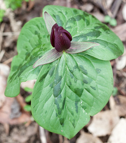 File:422px-Trillium Radnor Lake.jpg
