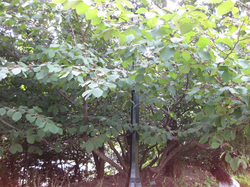 File:800px-IMG 0637 bbg09.jpg