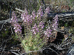File:240px-Stylidium brunonianum gdaywa4.jpg