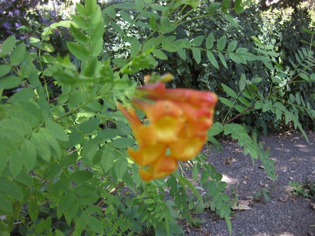 File:640px-IMG 1911 hunt09oct.jpg