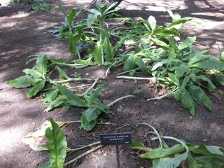 File:320px-IMG 1953 hunt09oct.jpg