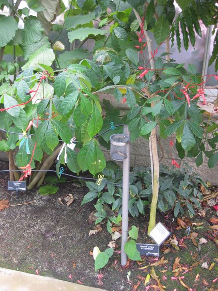 File:450px-IMG 7530 hunt09jun.jpg