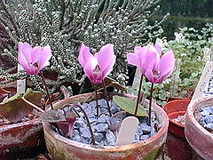 File:240px-Cyclamen colchicum.jpg