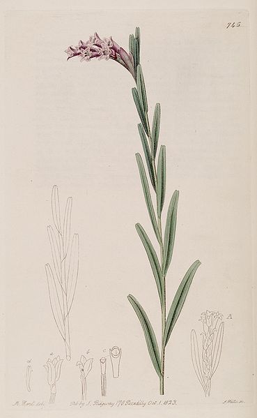File:369px-Isochilus linearis - Bot. Reg. 9 pl. 745 (1823).jpg