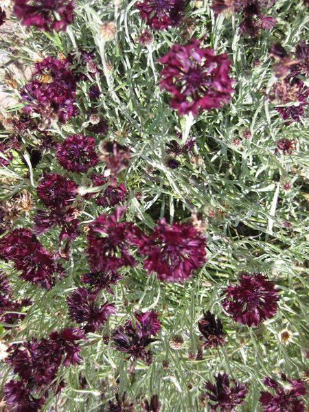 File:450px-IMG 7669 hunt09jun.jpg