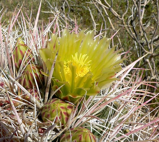 File:539px-Ferocactus cylindraceus 2.jpg