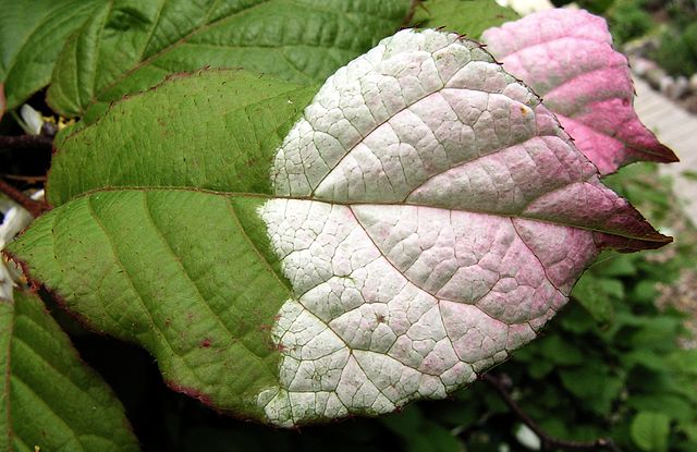 File:640px-Actinidia kolomikta20090613 032.jpg