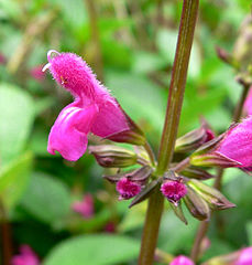 File:229px-Salvia chiapensis 2.jpg