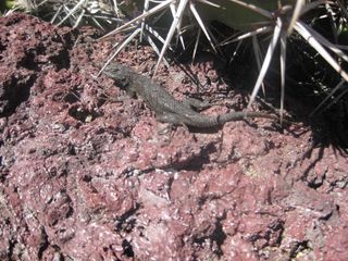 File:320px-IMG 2413 hunt0903.jpg