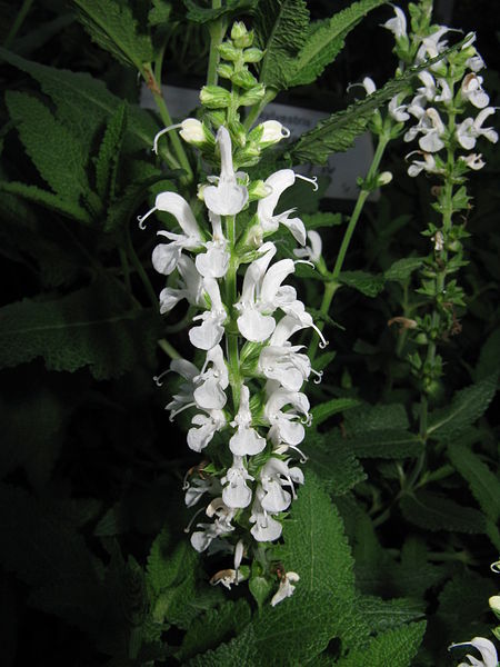 File:450px-Salvia sylvestris 'Schneehugel'2.jpg