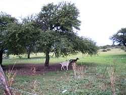 File:250px-Acacia-schaffneri-goat-forage.jpg