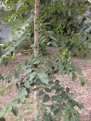 File:180px-IMG 4671 hunt0904.jpg