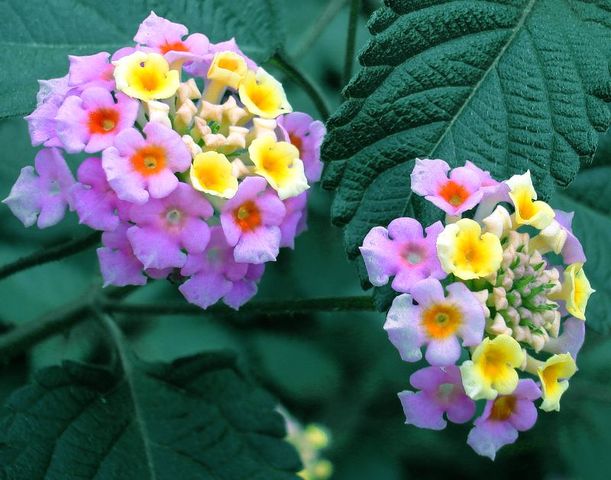 File:611px-Lantana-5552.jpg
