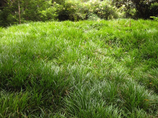 File:640px-IMG 7233 hunt09jun.jpg