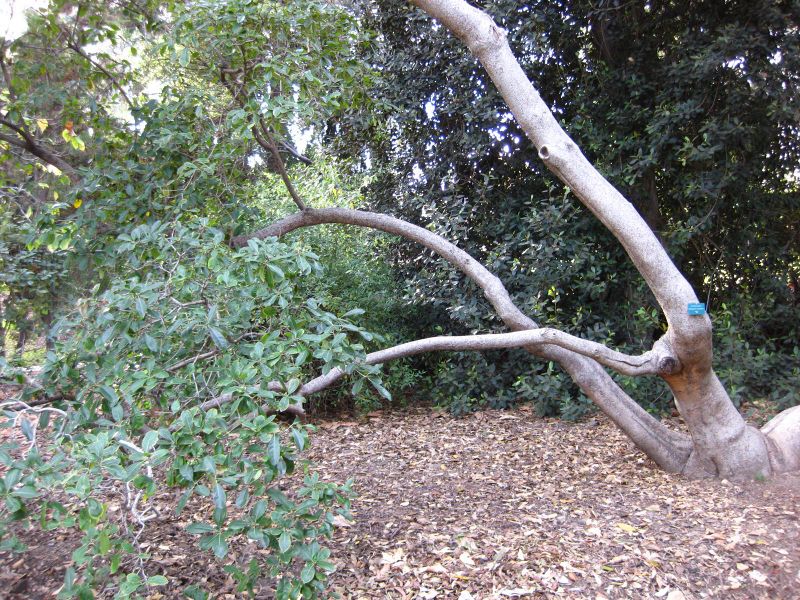 File:800px-IMG 2572 ucla09.jpg