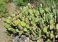 File:120px-Opuntia littoralis var vaseyi 4.jpg
