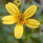 File:180px-Bidens flwr.jpg