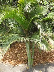 File:180px-IMG 4166 hunt0904.jpg