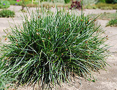 File:240px-Sesleria sadlerana.jpg