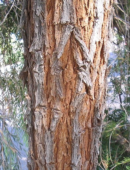 File:458px-Acacia-pendula-bark.jpg