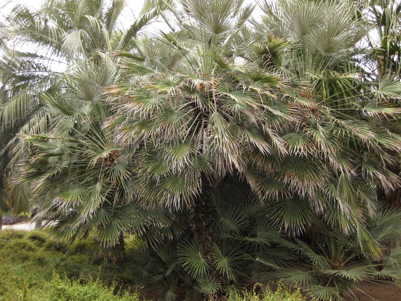 File:800px-IMG 4005 hunt0904.jpg