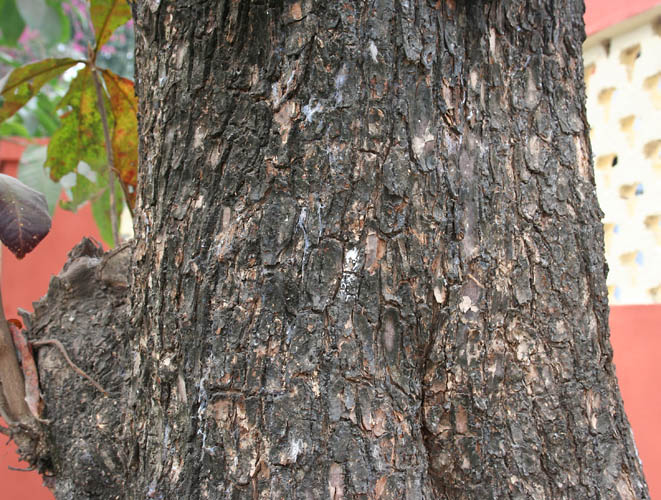 File:Desi Badam (Terminalia catappa) old trunk in Kolkata W IMG 2218.jpg