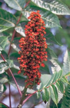 File:240px-Rhus glabra.jpg
