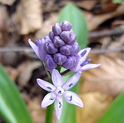 File:242px-Scilla lilio-hyacinthus2.jpg