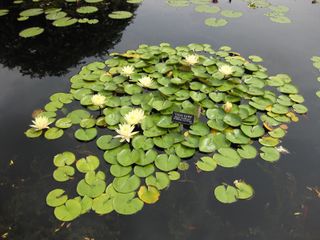 File:320px-IMG 0871 bbg09.jpg