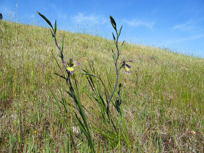 File:800px-Gladiolus orchidiflorus.jpg