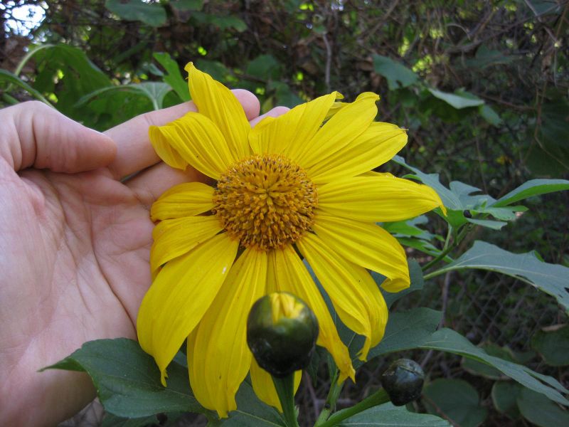 File:800px-IMG 2387 ucla09.jpg