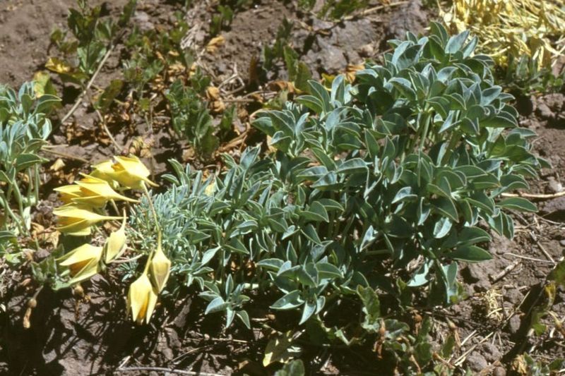 File:800px-Tropaeolum polyphyllum.jpg