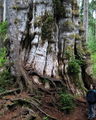 File:96px-QuinaultLakeCedar 7274c.jpg