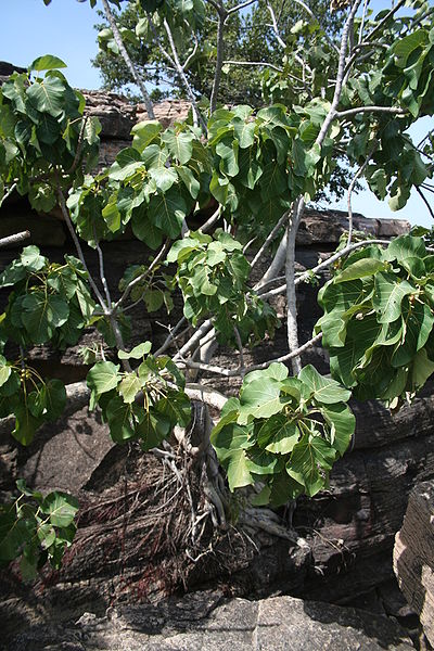 File:400px-Ficus abutilifolius MS 10385.jpg