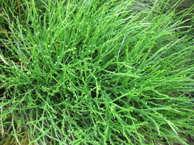 File:640px-IMG 0903 bbg09.jpg