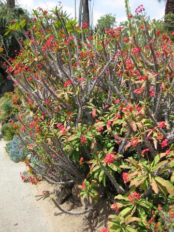 File:360px-IMG 4349 hunt0904.jpg