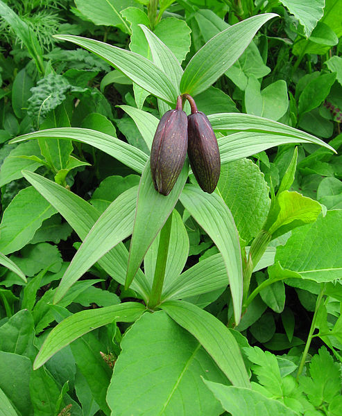 File:493px-Fritillaria camtschatcensis ssp. alpina 02.jpg