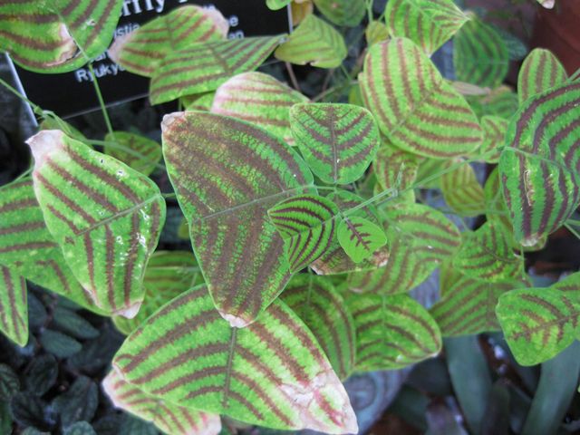 File:640px-IMG 0971 bbg09.jpg