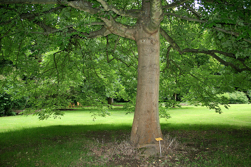 File:800px-Fraxinus latifolia JPG1A.jpg