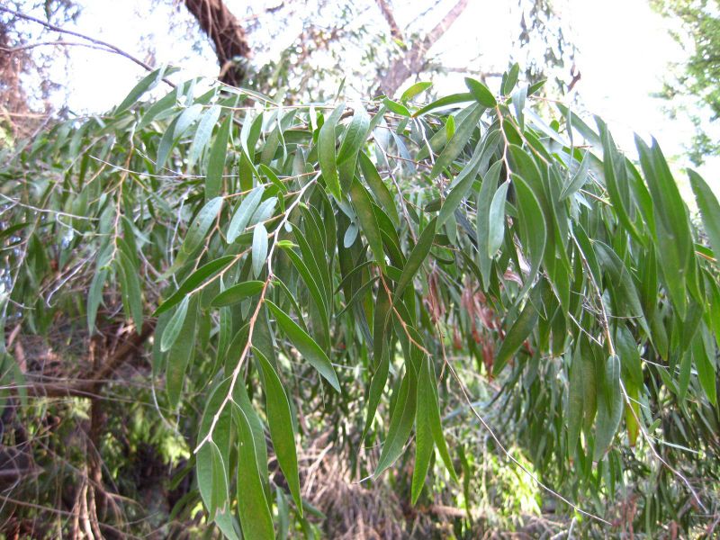 File:800px-IMG 2648 ucla09.jpg