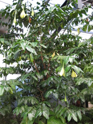 File:360px-IMG 1803 hunt09oct.jpg